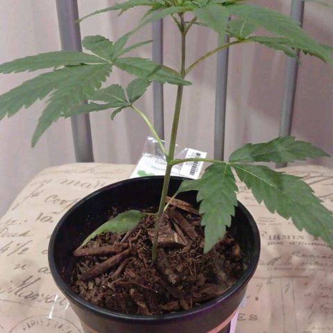 Nr 4 growlog timeline photo