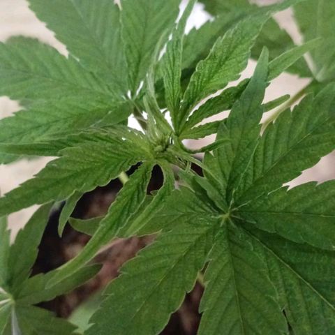 Nr 4 growlog timeline photo