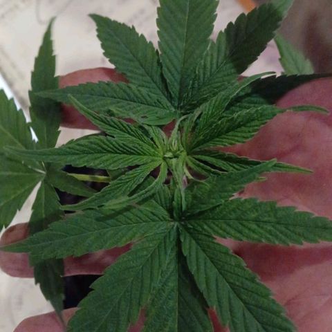 Nr 4 growlog timeline photo