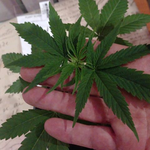 Nr 4 growlog timeline photo