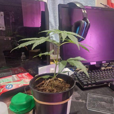 Nr 4 growlog timeline photo