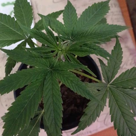 Nr 4 growlog timeline photo