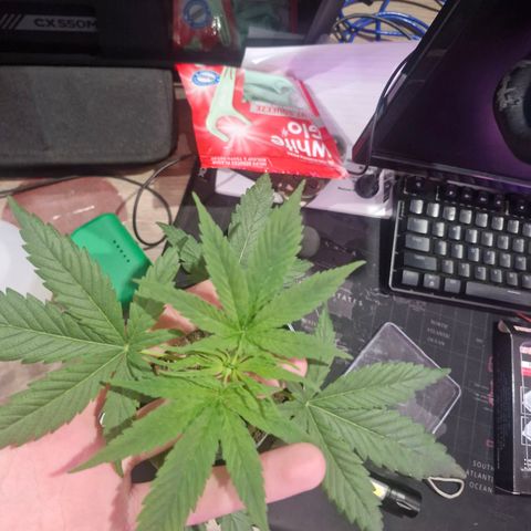 Nr 4 growlog timeline photo