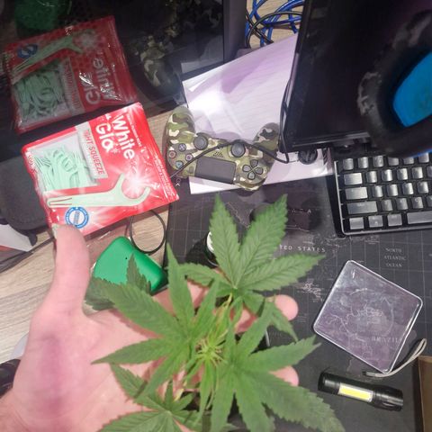 Nr 4 growlog timeline photo