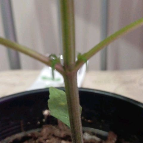 Nr 4 growlog timeline photo