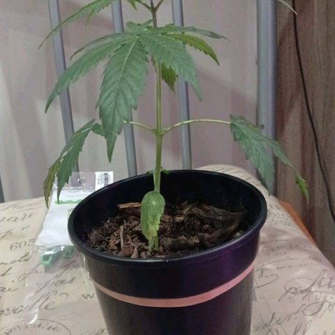 Nr 4 growlog timeline photo