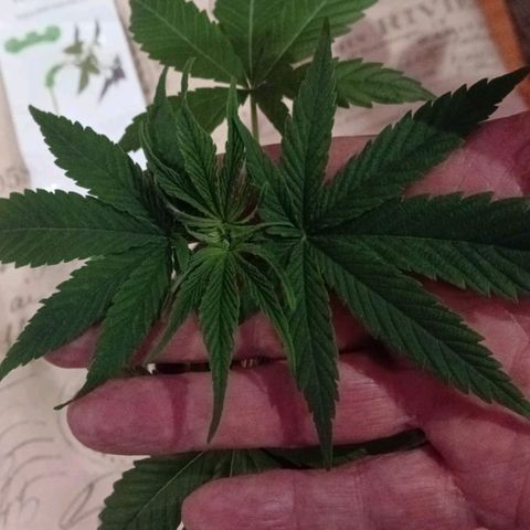 Nr 4 growlog timeline photo