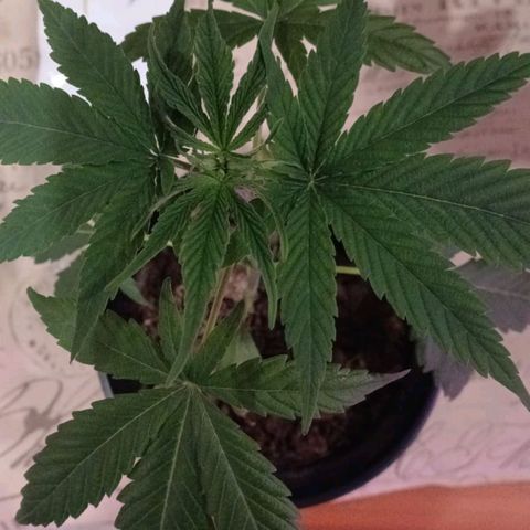 Nr 4 growlog timeline photo