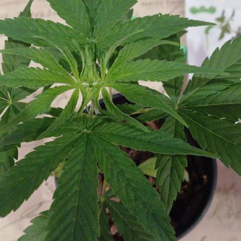 Nr 4 growlog timeline photo
