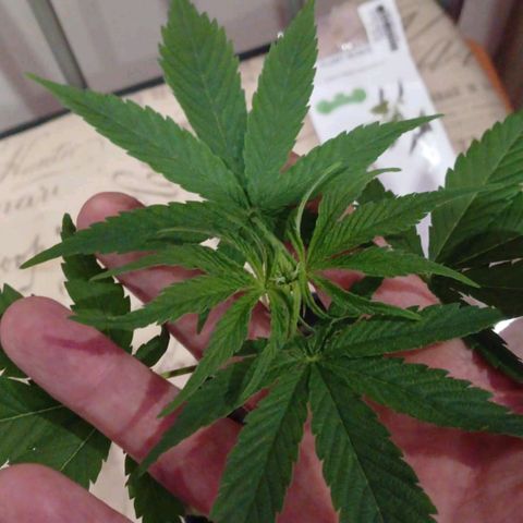 Nr 4 growlog timeline photo