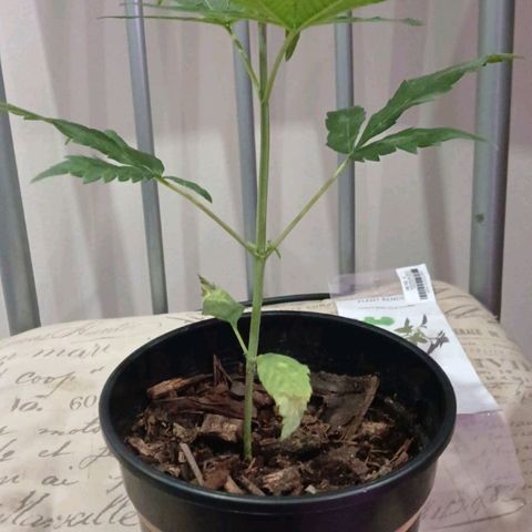 Nr 4 growlog timeline photo