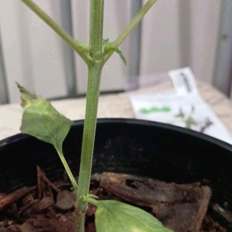 Nr 4 growlog timeline photo