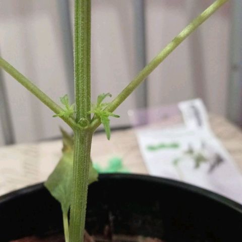 Nr 4 growlog timeline photo