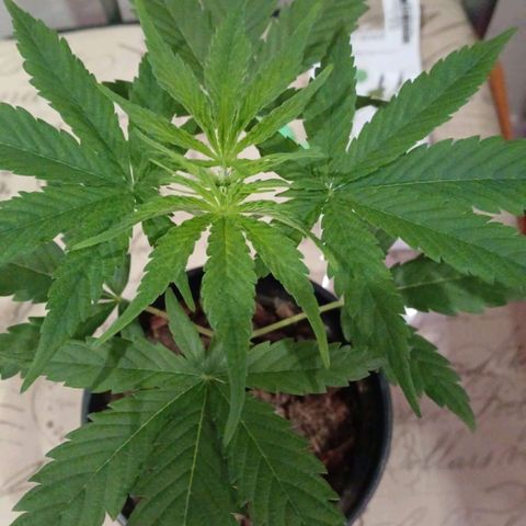 Nr 4 growlog timeline photo