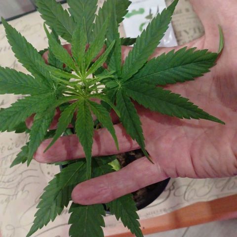 Nr 4 growlog timeline photo