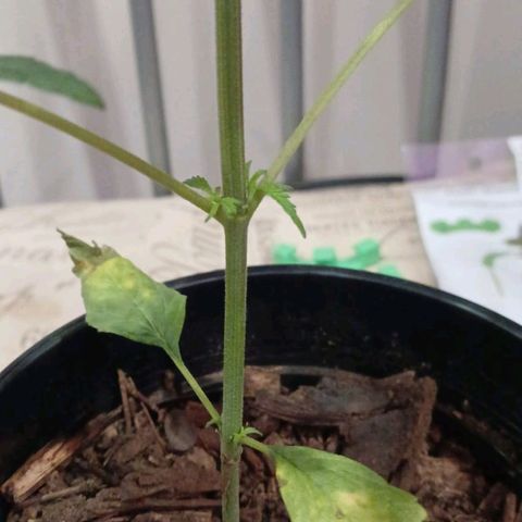 Nr 4 growlog timeline photo