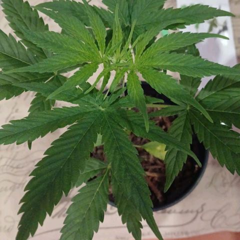 Nr 4 growlog timeline photo