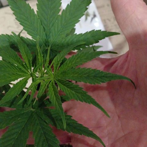 Nr 4 growlog timeline photo