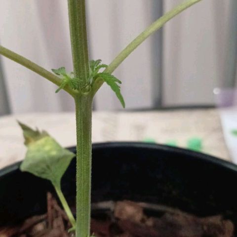 Nr 4 growlog timeline photo