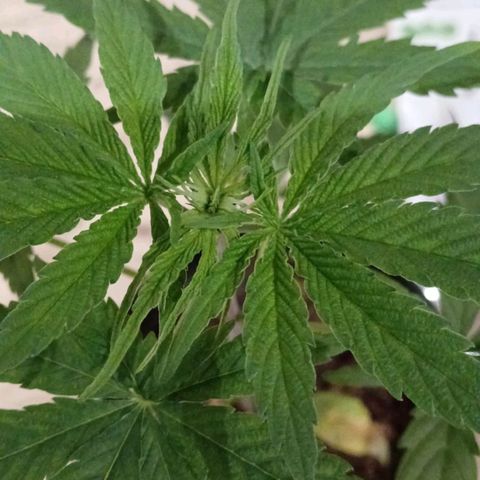 Nr 4 growlog timeline photo