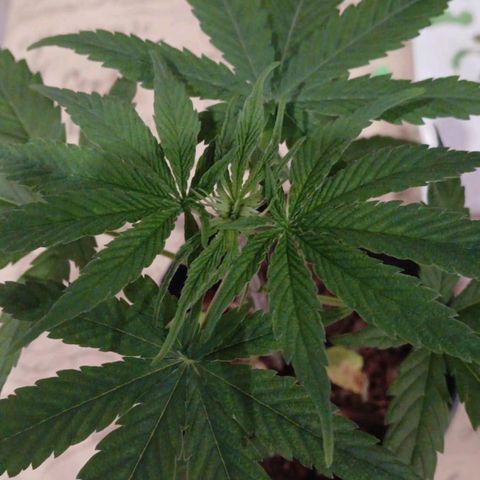 Nr 4 growlog timeline photo