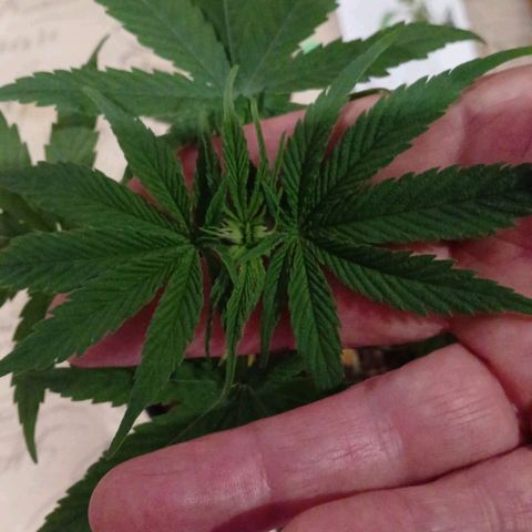 Nr 4 growlog timeline photo