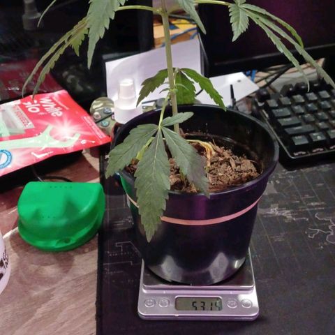 Nr 4 growlog timeline photo