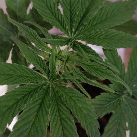 Nr 4 growlog timeline photo