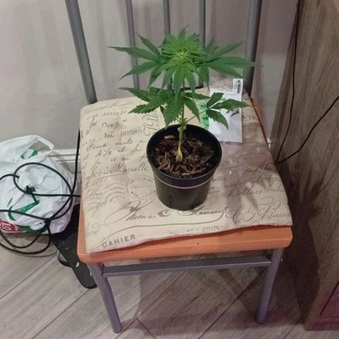Nr 4 growlog timeline photo