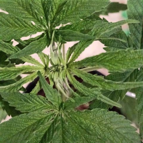 Nr 4 growlog timeline photo
