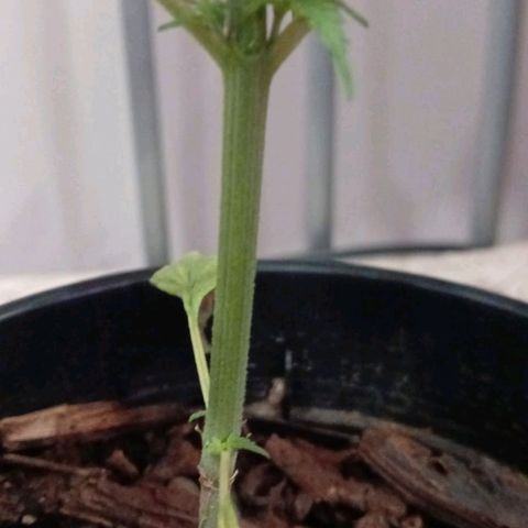 Nr 4 growlog timeline photo