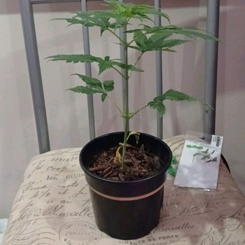 Nr 4 growlog timeline photo