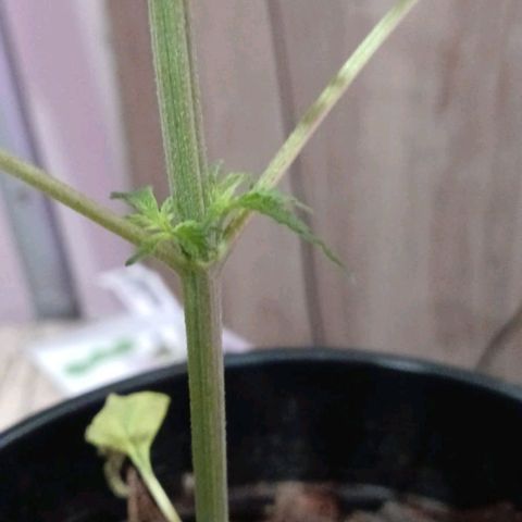 Nr 4 growlog timeline photo