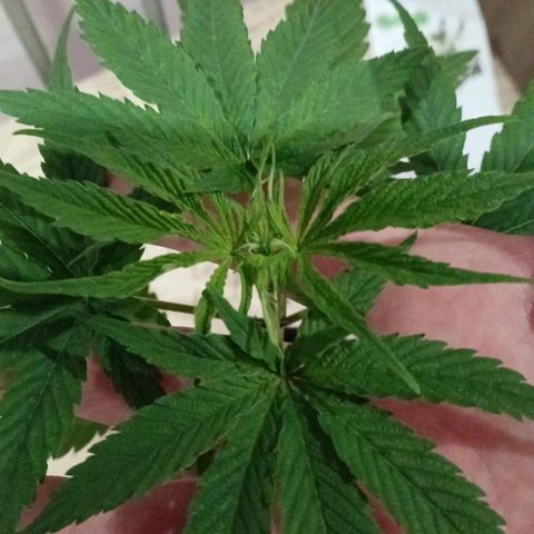Nr 4 growlog timeline photo