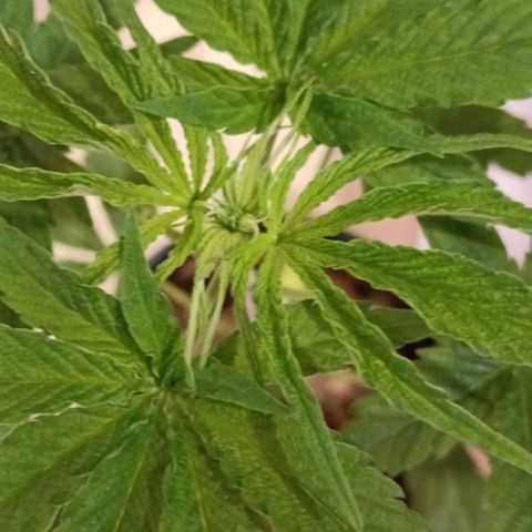 Nr 4 growlog timeline photo