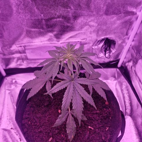 Nr 4 growlog timeline photo
