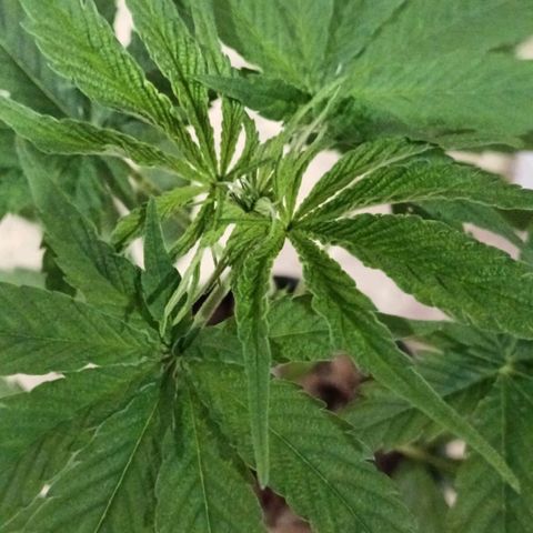 Nr 4 growlog timeline photo