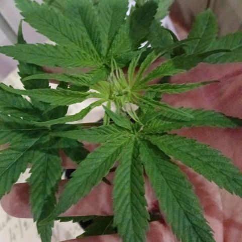Nr 4 growlog timeline photo
