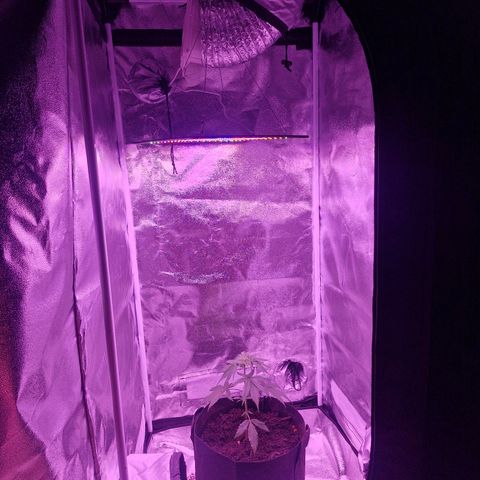 Nr 4 growlog timeline photo