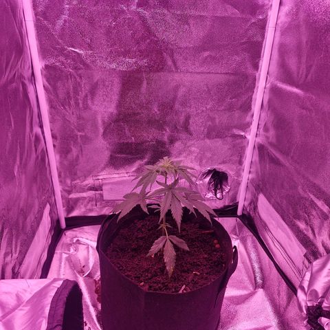 Nr 4 growlog timeline photo