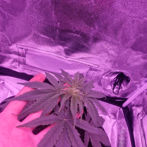 Nr 4 growlog timeline photo
