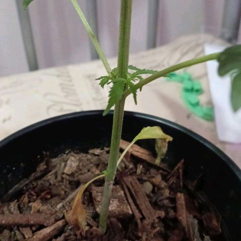 Nr 4 growlog timeline photo