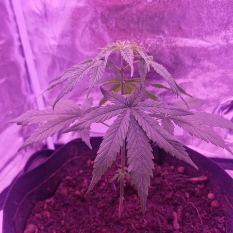 Nr 4 growlog timeline photo