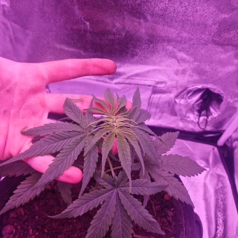 Nr 4 growlog timeline photo