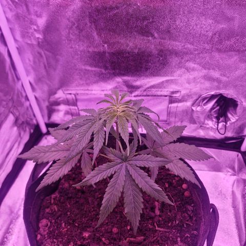Nr 4 growlog timeline photo