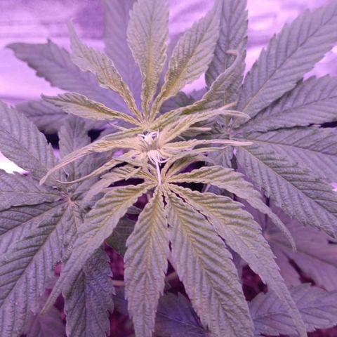 Nr 4 growlog timeline photo