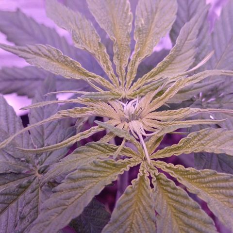 Nr 4 growlog timeline photo