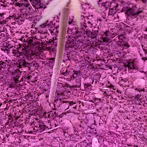 Nr 4 growlog timeline photo