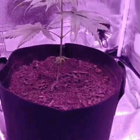Nr 4 growlog timeline photo