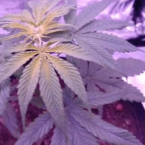 Nr 4 growlog timeline photo